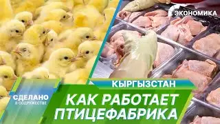 Рожденные на птицефабрике: путь цыплёнка от яйца до готовой мясной продукции