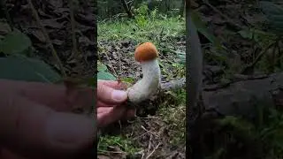 В ЭТОМ ЛЕСУ МНОГО ВИДОВ ПОДОСИНОВИКОВ! БЕЛОНОЖКОВЫЕ - ЭТО САМЫЕ ЦЕННЫЕ ИЗ НИХ! 
