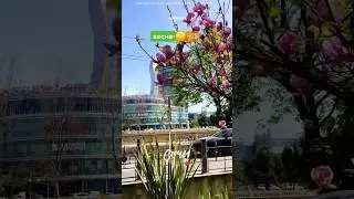 СОЧИ ✨🌴🌺☀️ Весна (+25) 