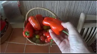 Прелести нашей. сентябрьской погоды Маруся Клематис от РИОЛИС