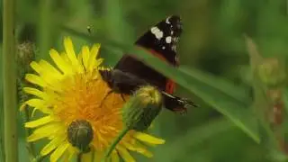 nature papillons dans le champs de fleurs jaunes des pissenlits