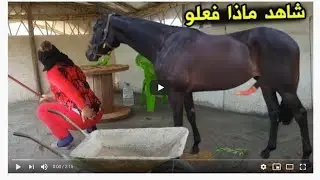 شابة عربية عازبة وجميلة تعاشر حصان 8 ساعات يوميا وتفعل معه شي محرم, انظرو ماذا فعلت معه