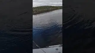 ВОТ ЭТО СЧАСТЬЕ ПРИВАЛИЛО! ОГРОМНАЯ ФОРЕЛЬ НА ПОПЛАВОЧНУЮ УДОЧКУ