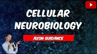 Axon Guidance - How do neurons navigate?