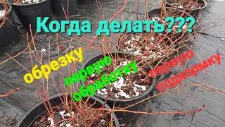 ВАЖНО! Когда делать обрезку? Когда первая обработка? Когда первая подкормка???