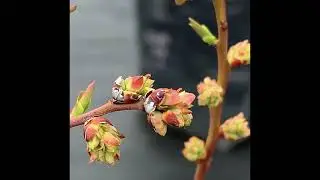 Голубика в Краснодарском крае. Сорта голубики, цветение.