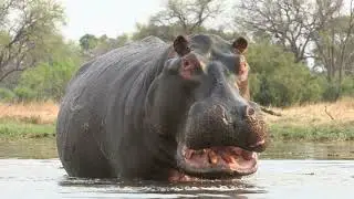 The Most Dangerous Animals in Africa!