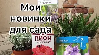 НОВИНКИ РАСТЕНИЙ для моего сада. Можжевельник Минт Джулеп, пион Корал Суприм, Лаванда. Посадка