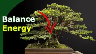 This is how to reduce Top-Dominant growth in Bonsai: An 8-Month Yew Transformation