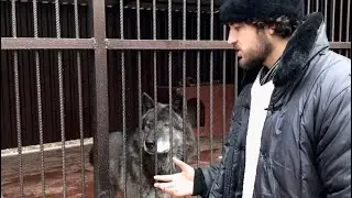 Волки в клетках? Разъясняю за вольеры. Парк самых крупных северных Волков в Санкт-Петербурге.
