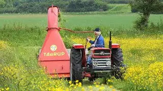 Massey Ferguson 65 & 135 Cutting and Chopping Grass | Ferguson Days 2024