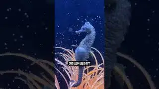 Самец, который рожает детёнышей!  Природа шокирует! 😲