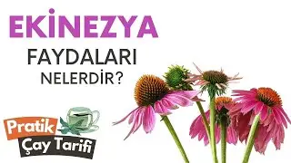 Ekinezya Faydaları Nelerdir? 