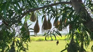Ploceus philippinus build the bird most beautiful and intricate nests