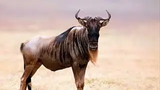 Звук антилопы гну # wildebeest sound