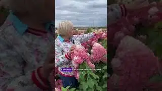 АКЦИЯ! Скидка на гортензию Строберри Блоссом!