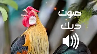 صوت ديك في الصباح - جميل جداً 🐔