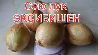 сею лук эксибишен