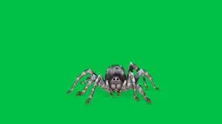 Футаж паук / spider на зелёном фоне - хромакей