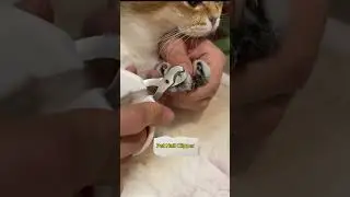 Pet Nail Clipper, Link is on bio 