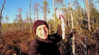 ГУСЬ НЕ ЛЕТИТ🪿 ПОЭТОМУ ВМЕСТО РУЖЬЯ СПИННИНГ! 🎣🎣🎣