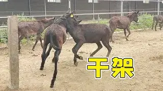 The male donkeys are very brave, and the two male donkeys fought very fiercely in order to compete