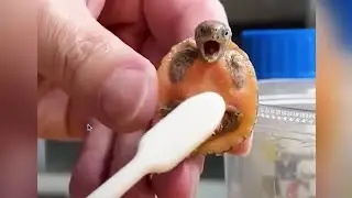 30 Interesting Animal Moments Caught On Camera