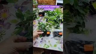 Саженцы голубики