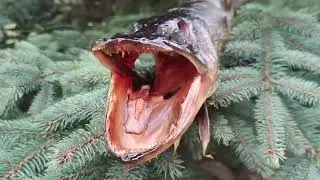 Щука  Холодного Копчения. Дорого Богато,Интересно Вкусно