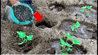СЕКРЕТНАЯ ДОБАВКА В ЛУНКИ ПРИ ПОСАДКИ КЛУБНИКИ ОСЕНЬЮ, ДЛЯ ШИКАРНОГО УРОЖАЯ.ЧТО НАСЫПАТЬ В ГРЯДКИ?