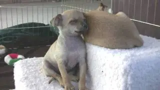 Chihuahua Puppy Tries To Sleep (in HD)