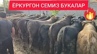30.04.2025. ОХО БОЗОРНИ КАРАНГ ЁРКУРГОН СЕМИЗ БУКАЛАР