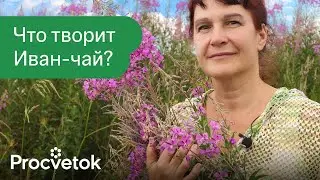 Что будет, если пить Иван-чай каждый день? Остановит старение, укрепит иммунитет и это еще не всё!