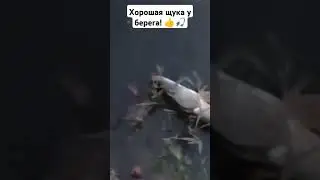 Хорошая щука стояла возле берега! 🎣👍 