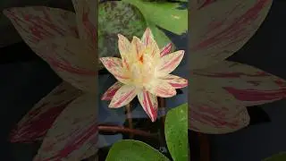 нимфеи #shortvideo #цветы #garden #люблюцветы #нимфеи #пруд
