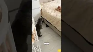 Кот Удивился Новорожденному Ребенку! 😮