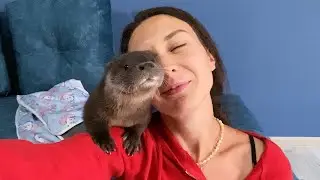 5 REASONS NOT TO HAVE A CUTE OTTER