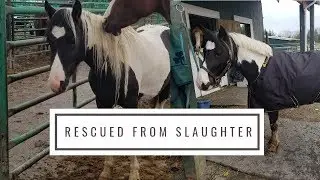 Slaughter Rescue Pony's 2 Month Transformation