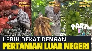 Lebih Dekat dengan Pertanian Modern Luar Negeri Part 1 #kumpulanshorts