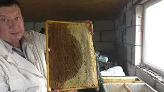 ЕСЛИ МНОГО МЁДА В ГНЕЗДОВЫХ РАМКАХ