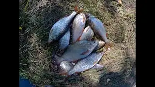 Ловля плотвы летом на поплавочную удочку. Ловля плотвы в июле