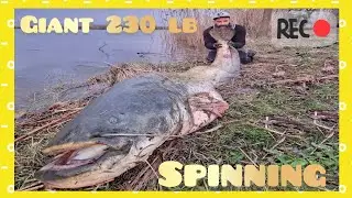 Fisherman fishing giant 230 pound fish over 8 foot with light spinning rod - 4K by Yuri Grisendi