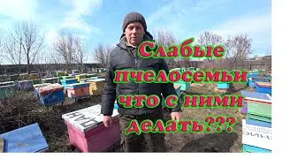 СЛАБЫЕ СЕМЬИ НА ПАСЕКЕ, ЧТО С НИМИ ДЕЛАТЬ, КАКИЕ РАМКИ СТАВИТЬ В ЛОВУШКУ, НЕ МЕШАЕМ ПЧЁЛАМ РАБОТАТЬ