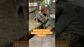 Волчица Ласкава пожалела... 