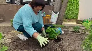 По садам и огородам. Эпизод 6 - уход за гортензиями