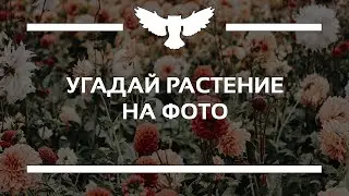 КВИЗ: УГАДАЙ РАСТЕНИЕ