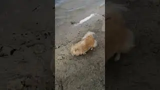Собачка 🐶 гуляет / Doggy 🐶 walking 