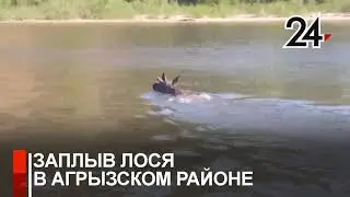 Квокали на сома, а приплыл лось: рыбаки сняли на видео купающегося в реке лося