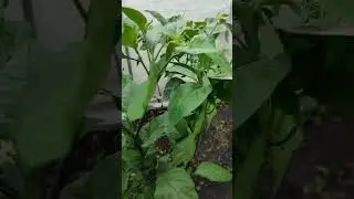 Теплица. Сорняки, перец и кинза.