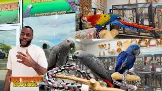 The Largest Parrot Store In The USA | Bringing Home My African Greys from Todd Marcus Birds Exotic